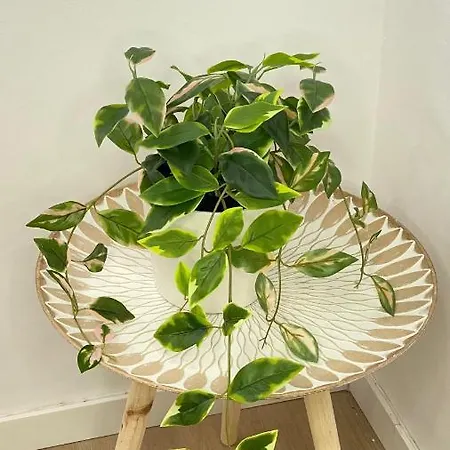 Retama Laguna Centro Appartamento La Laguna (Tenerife)